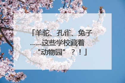 羊驼、孔雀、兔子……这些学校藏着 “动物园”？！